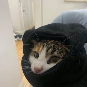 Meet your Posher, Habib